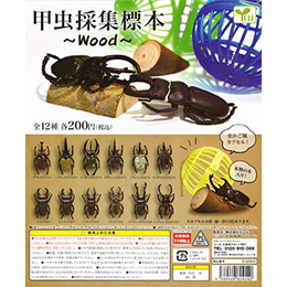甲虫採集標本〜wood〜(12種類セット)